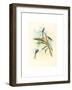 Tharmastura Enicura (Slender Shear-Tail), Hand Colored Lithograph-Richter & Gould-Framed Giclee Print