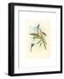 Tharmastura Enicura (Slender Shear-Tail), Hand Colored Lithograph-Richter & Gould-Framed Giclee Print