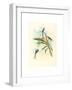 Tharmastura Enicura (Slender Shear-Tail), Hand Colored Lithograph-Richter & Gould-Framed Giclee Print