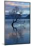That Wanaka Tree reflected in Lake Wanaka, Otago, South Island, New Zealand-David Wall-Mounted Photographic Print