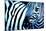 That Zebra Look-Cherie Roe Dirksen-Mounted Giclee Print