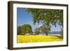 Thatched house and rape field, Schlei fjord, Baltic coast, Schleswig-Holstein, Germany-Sabine Lubenow-Framed Photographic Print