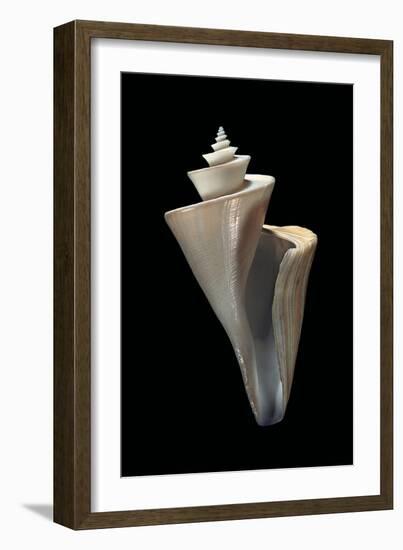 Thatcheria Mirabilis-Paul Starosta-Framed Photographic Print