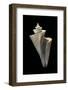 Thatcheria Mirabilis-Paul Starosta-Framed Photographic Print