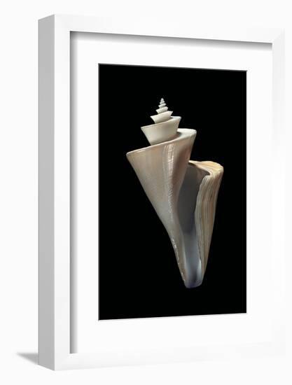 Thatcheria Mirabilis-Paul Starosta-Framed Photographic Print