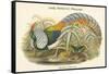 Thaumalea Amherstiae - Lady Amherst's Pheasant-John Gould-Framed Stretched Canvas