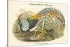 Thaumalea Amherstiae - Lady Amherst's Pheasant-John Gould-Stretched Canvas