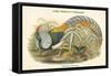 Thaumalea Amherstiae - Lady Amherst's Pheasant-John Gould-Framed Stretched Canvas