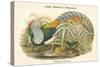 Thaumalea Amherstiae - Lady Amherst's Pheasant-John Gould-Stretched Canvas