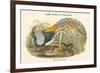 Thaumalea Amherstiae - Lady Amherst's Pheasant-John Gould-Framed Premium Giclee Print