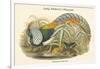 Thaumalea Amherstiae - Lady Amherst's Pheasant-John Gould-Framed Art Print