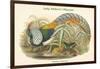 Thaumalea Amherstiae - Lady Amherst's Pheasant-John Gould-Framed Art Print