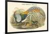 Thaumalea Amherstiae - Lady Amherst's Pheasant-John Gould-Framed Art Print