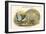 Thaumalea Amherstiae - Lady Amherst's Pheasant-John Gould-Framed Art Print
