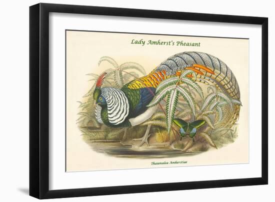 Thaumalea Amherstiae - Lady Amherst's Pheasant-John Gould-Framed Art Print