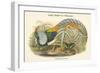 Thaumalea Amherstiae - Lady Amherst's Pheasant-John Gould-Framed Art Print