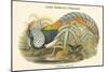 Thaumalea Amherstiae - Lady Amherst's Pheasant-John Gould-Mounted Art Print