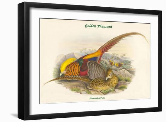 Thaumalea Picta - Golden Pheasant-John Gould-Framed Art Print