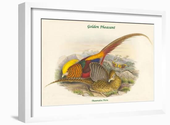 Thaumalea Picta - Golden Pheasant-John Gould-Framed Art Print