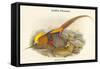 Thaumalea Picta - Golden Pheasant-John Gould-Framed Stretched Canvas