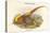 Thaumalea Picta - Golden Pheasant-John Gould-Stretched Canvas