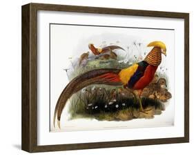 Thaumalea Picta-null-Framed Giclee Print