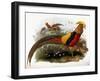 Thaumalea Picta-null-Framed Giclee Print