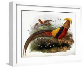 Thaumalea Picta-null-Framed Giclee Print