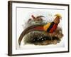 Thaumalea Picta-null-Framed Giclee Print