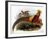 Thaumalea Picta-null-Framed Giclee Print