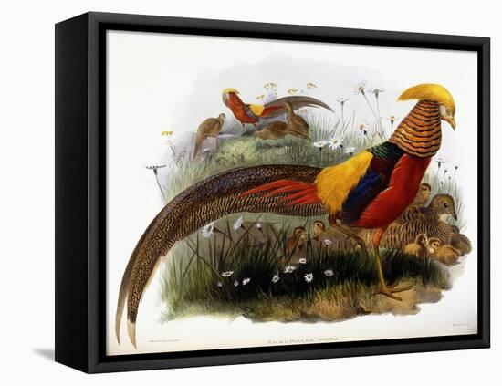 Thaumalea Picta-null-Framed Stretched Canvas