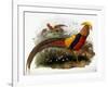 Thaumalea Picta-null-Framed Giclee Print