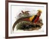 Thaumalea Picta-null-Framed Giclee Print