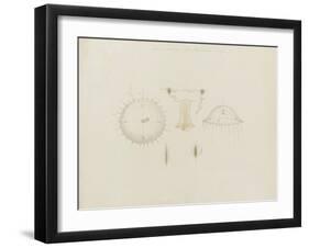 Thaumantias Buskiana (Gosse): Jellyfish-Philip Henry Gosse-Framed Giclee Print