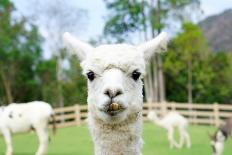 Close up of White Alpaca Looking Straight ahead in the Beautiful Green Meadow, it's Curious Cute Ey-thaweerat-Framed Photographic Print