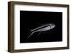 Thayeria Obliqua (Penguinfish)-Paul Starosta-Framed Photographic Print