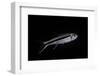 Thayeria Obliqua (Penguinfish)-Paul Starosta-Framed Photographic Print