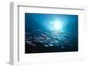 Thazard Sierra Shoal-nitrogenic.com-Framed Photographic Print