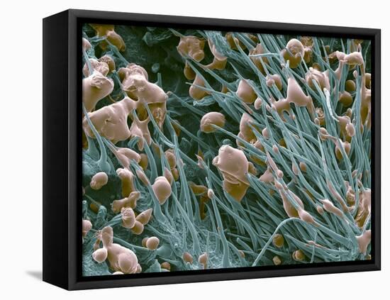 THC Cannabis Drug Crystals-Steve Gschmeissner-Framed Stretched Canvas