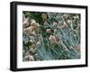 THC Cannabis Drug Crystals-Steve Gschmeissner-Framed Premium Photographic Print