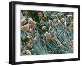 THC Cannabis Drug Crystals-Steve Gschmeissner-Framed Premium Photographic Print