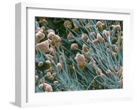 THC Cannabis Drug Crystals-Steve Gschmeissner-Framed Premium Photographic Print