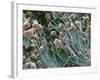 THC Cannabis Drug Crystals-Steve Gschmeissner-Framed Photographic Print