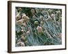 THC Cannabis Drug Crystals-Steve Gschmeissner-Framed Photographic Print