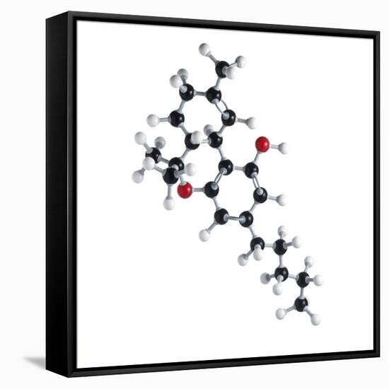 THC Drug Molecule-Science Photo Library-Framed Stretched Canvas