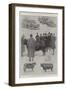 The 104th Annual Show of the Smithfield Club-Ralph Cleaver-Framed Giclee Print