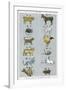 The 12 Creatures of the Chinese Zodiac Positioned in Opposing Pairs-null-Framed Photographic Print