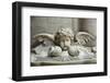 The 17th Century Holy Water Font, St. Germain l'Auxerrois Church, Paris, France, Europe-Godong-Framed Photographic Print