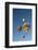 The 2012 Balloon Fiesta, Albuquerque, New Mexico, United States of America, North America-Richard Maschmeyer-Framed Photographic Print