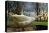 The 3 Geese-Piet Flour-Stretched Canvas